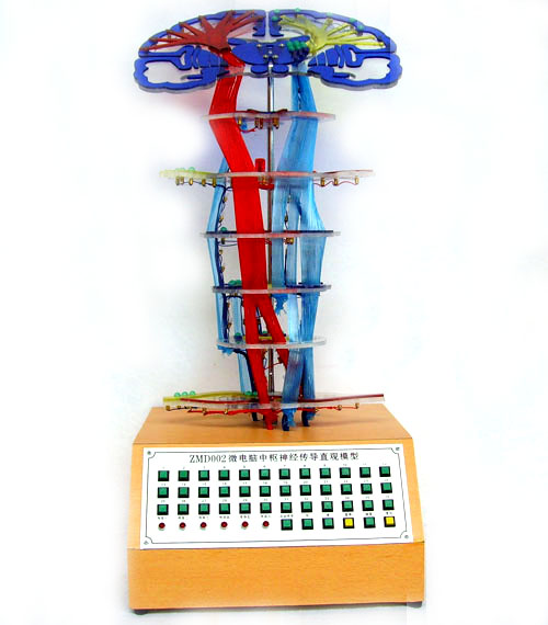 中樞神經(jīng)傳導(dǎo)電動(dòng)模型