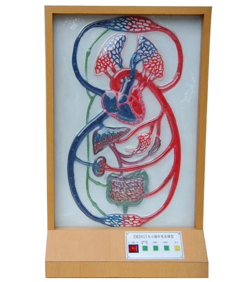 大小循環(huán)電動(dòng)模型