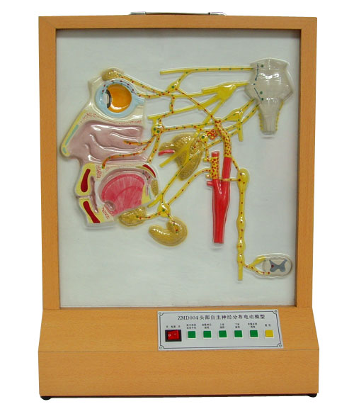 頭部自主神經(jīng)分布電動(dòng)模型