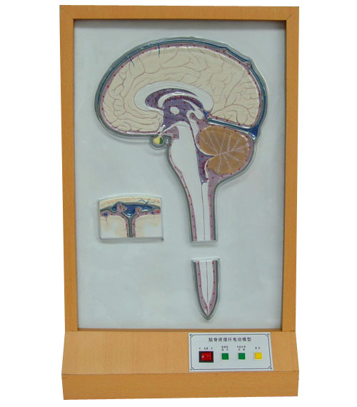 腦脊液循環(huán)電動(dòng)模型